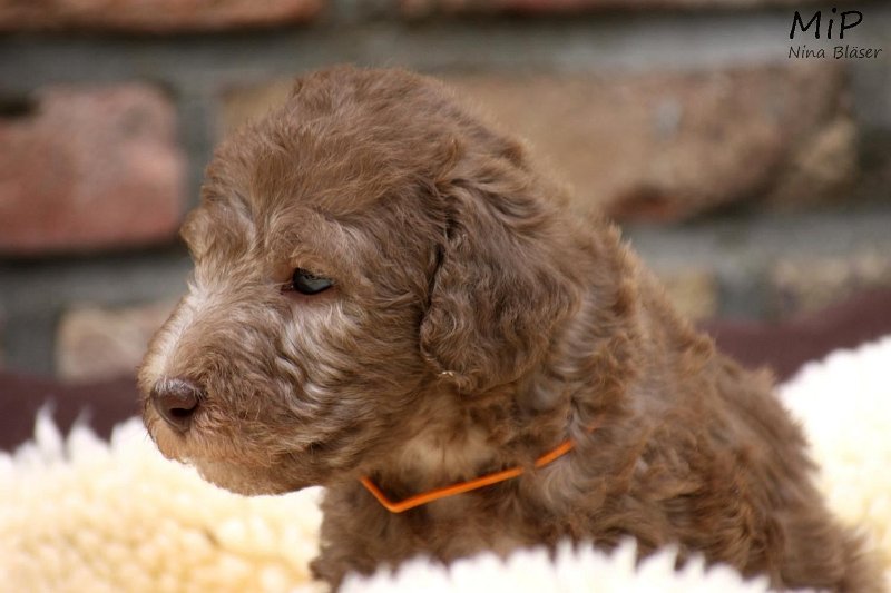 2011-05-28 Puppies Candy & Svet (64).jpg